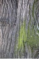 Tree Bark 0003